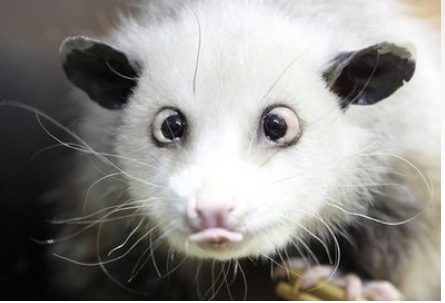 opossum cross eyed. You#39;d be cross-eyed too,