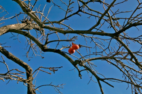 Last Of The Persimmons [1972]